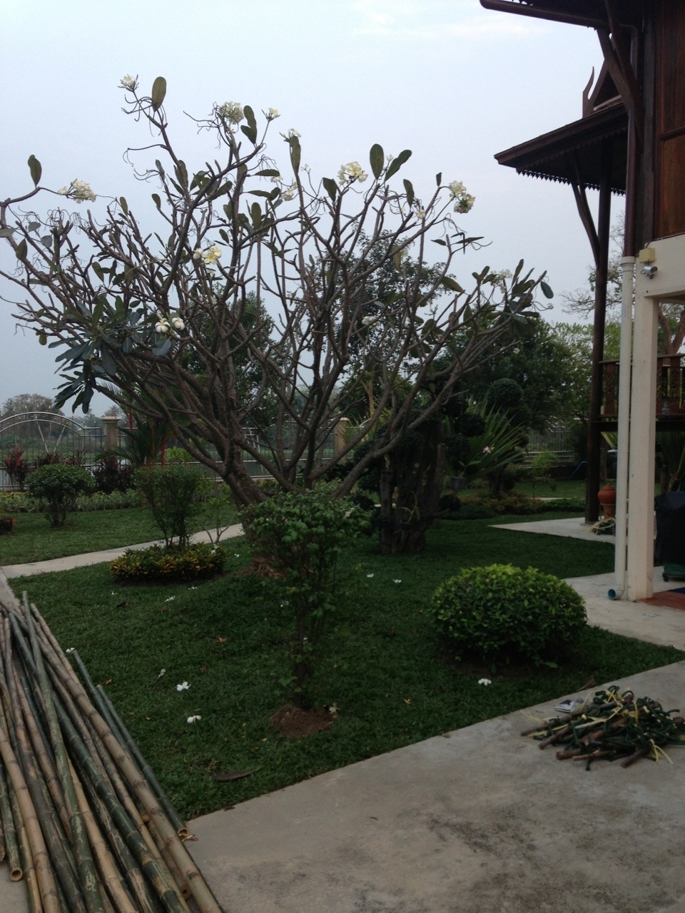 A landscaped garden area showcases a variety of plants and shrubs, including a flowering tree with sparse foliage. Neatly arranged bamboo sticks lie on the ground, while a lush green lawn extends throughout the space, enhancing the natural surroundings.