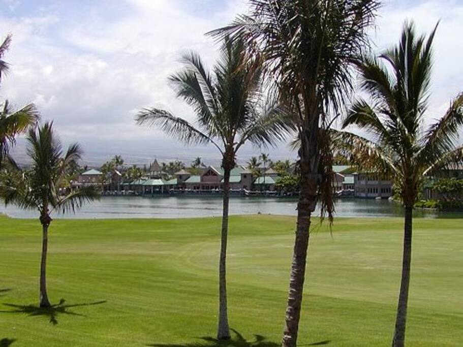 Palm Tree,Tree,Field,Grass,Grassland