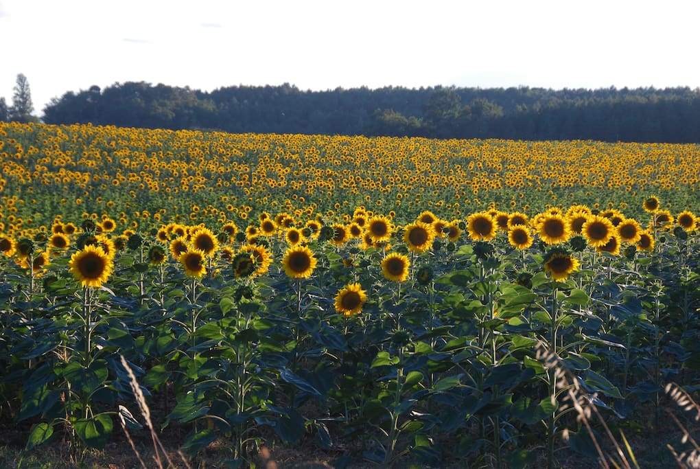 Beautiful surrounding countryside.