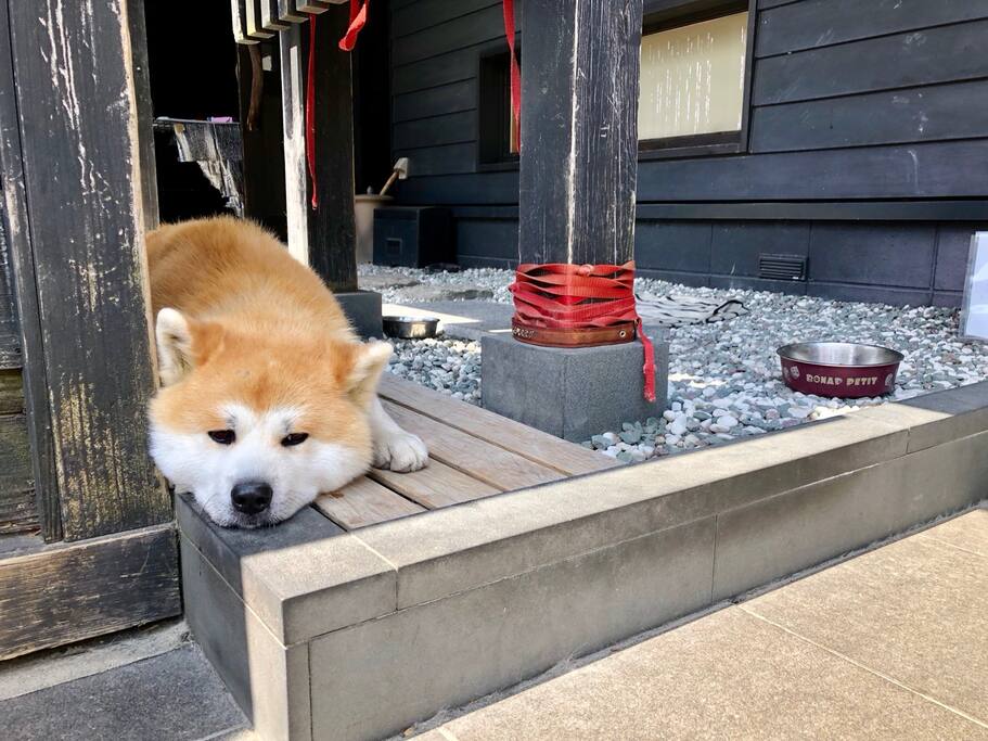 在绯红樱花中穿梭历史 走进武家屋敷 日本旅游攻略 尽在airbnb爱彼迎