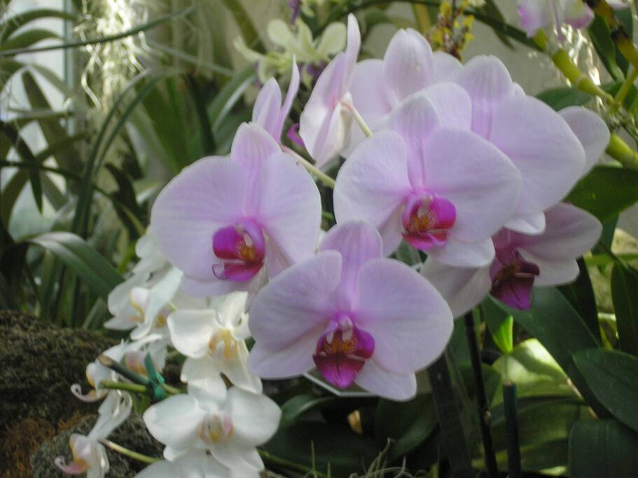 My orchids are flowering now.