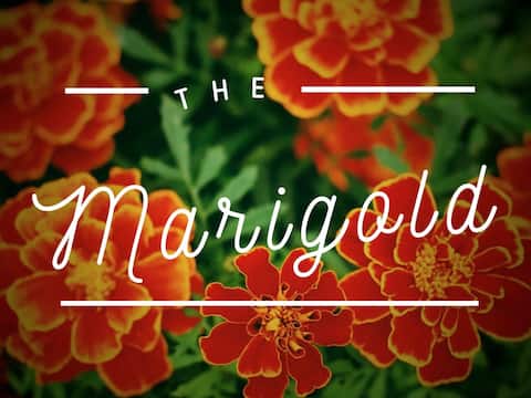 Successful Airbnb property: Southtown Marigold | Riverwalk 6min |WalkScore 81 in Lavaca