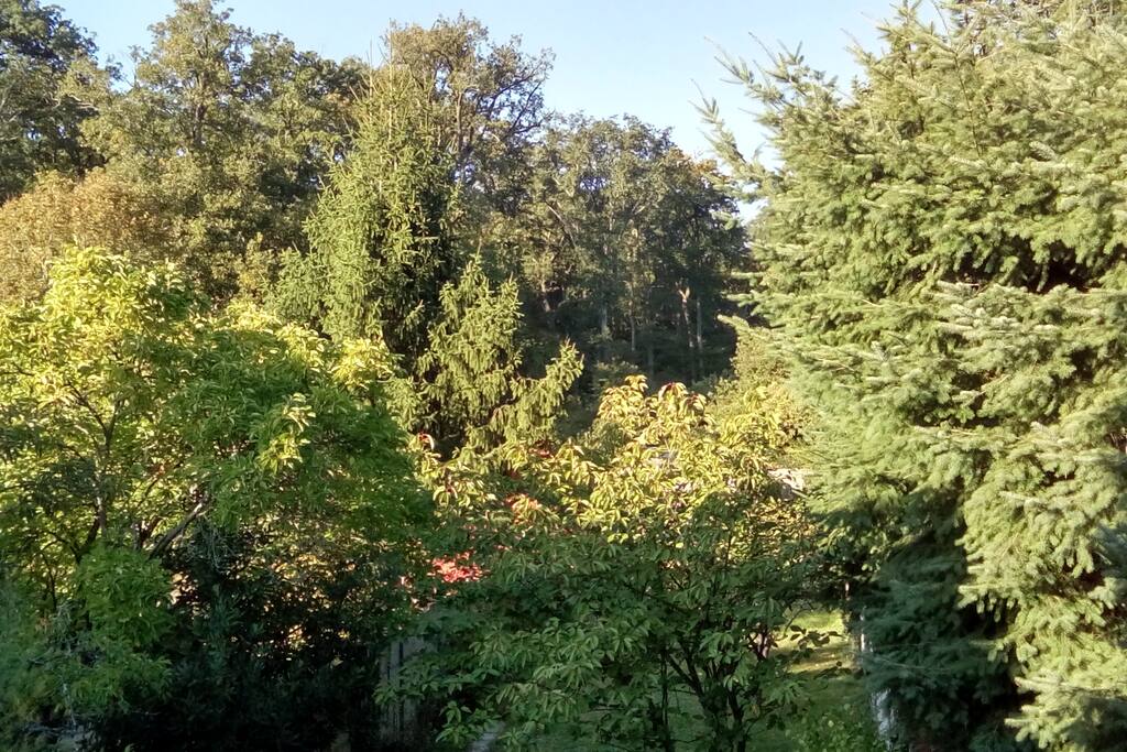 Vue sur la forêt et le jardin