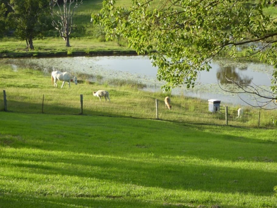 Friendly Farm Animals