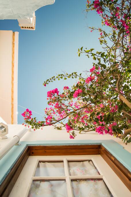 Bougainvilla in the patio