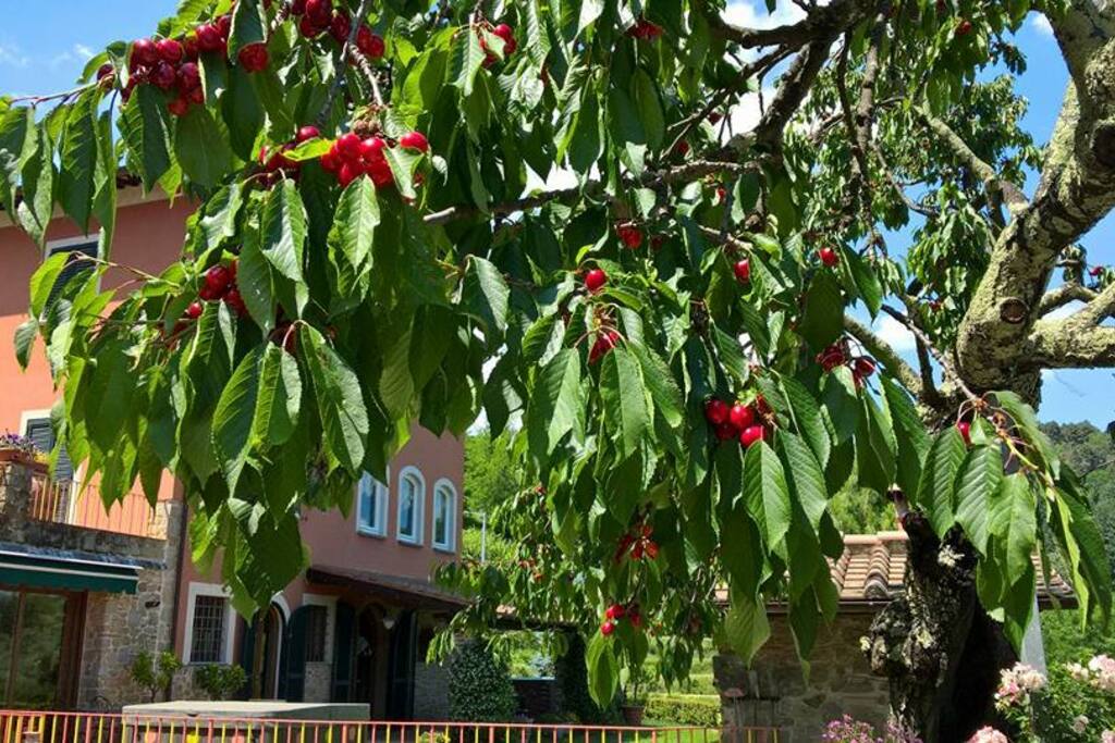 Il nostro ciliegio