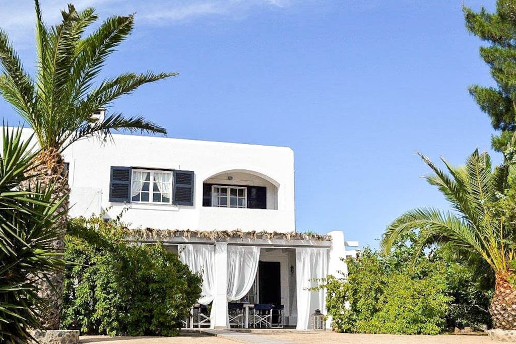Palm trees and foliage