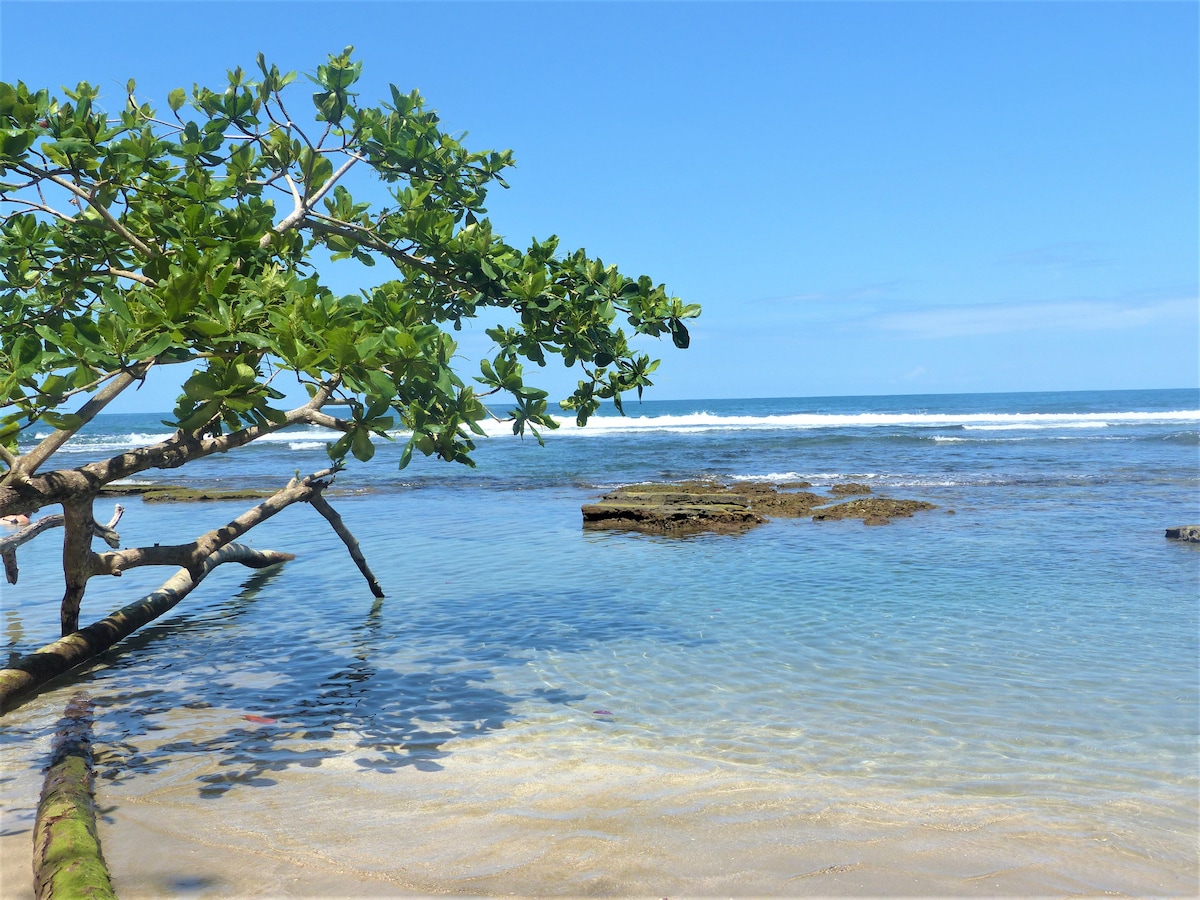 A clear view of the ocean is presented, with gentle waves lapping against rocky formations. A tree with leafy branches hangs over the water's edge, providing a natural frame. The sky is bright blue, enhancing the serene coastal atmosphere.