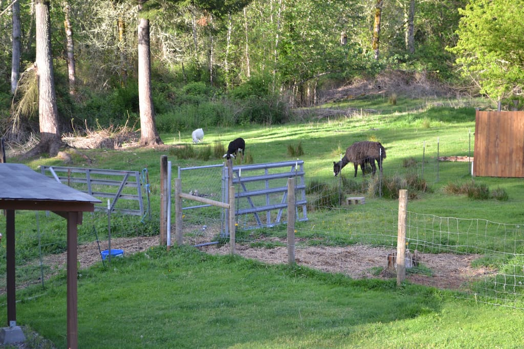 View from back window. Willy and the goats.