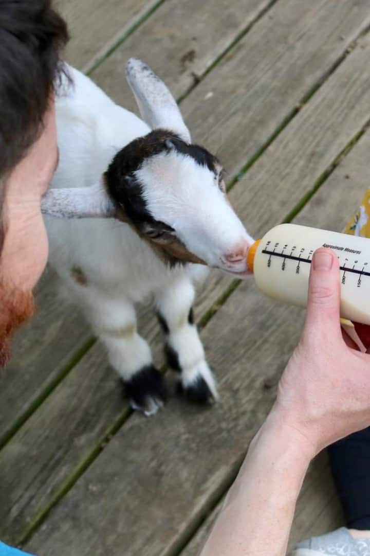 Bottle feeding Gigi goat