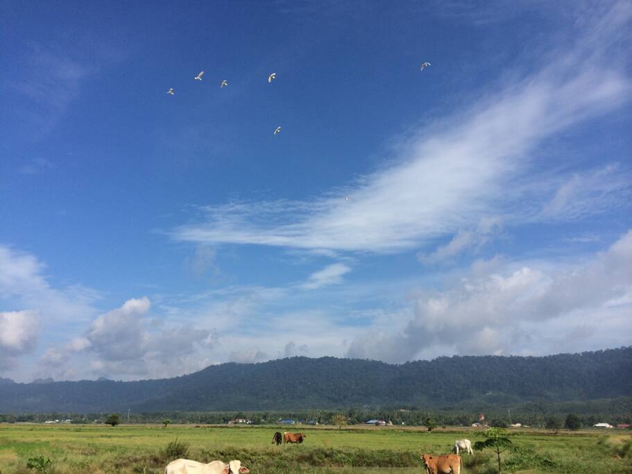 Padi field view