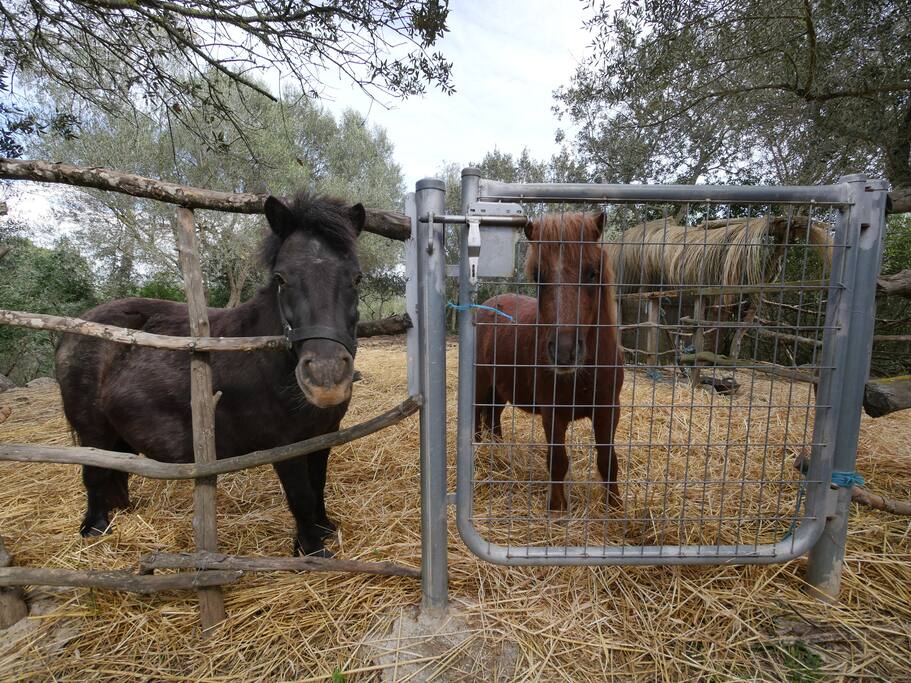 horse cage