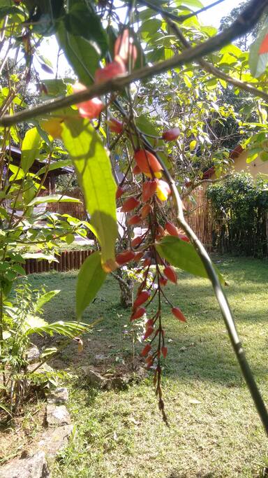 Na entrada flores do pergolado..