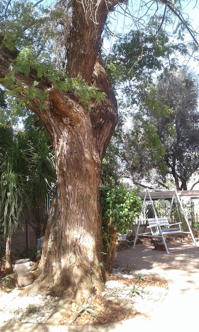 Big old tree