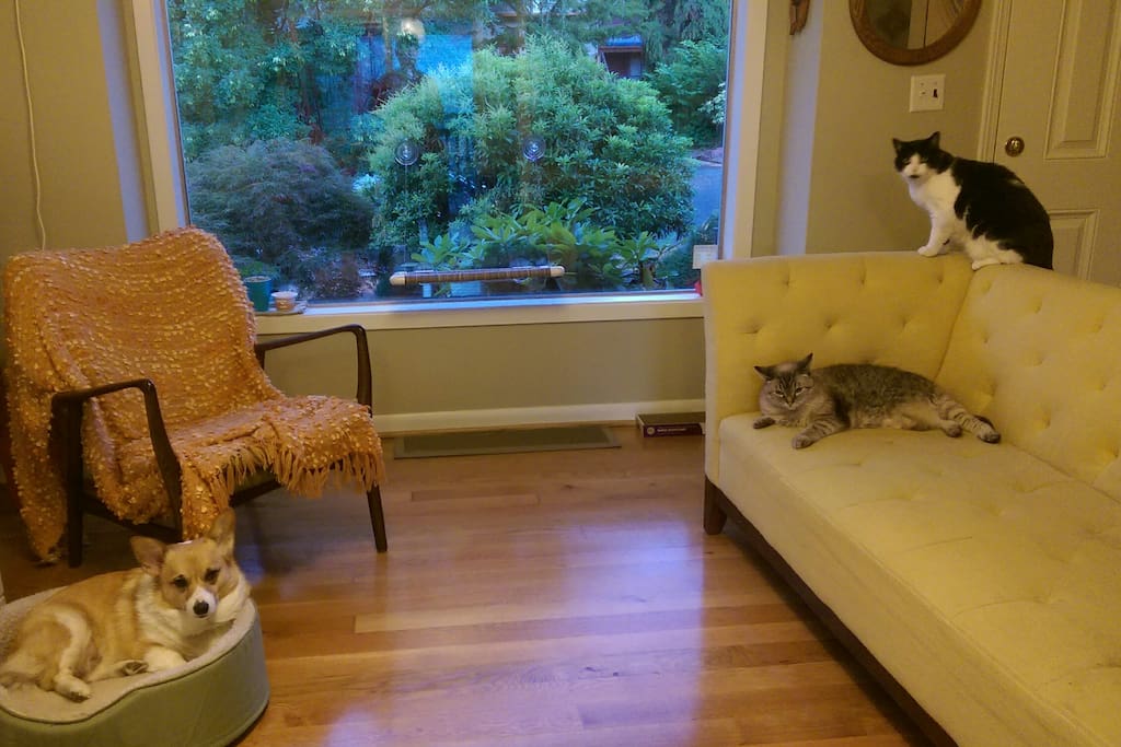 My fur family: Gidget the Corgi, Dinah the Siamese/Tabby, and Misa the tuxedo cat.