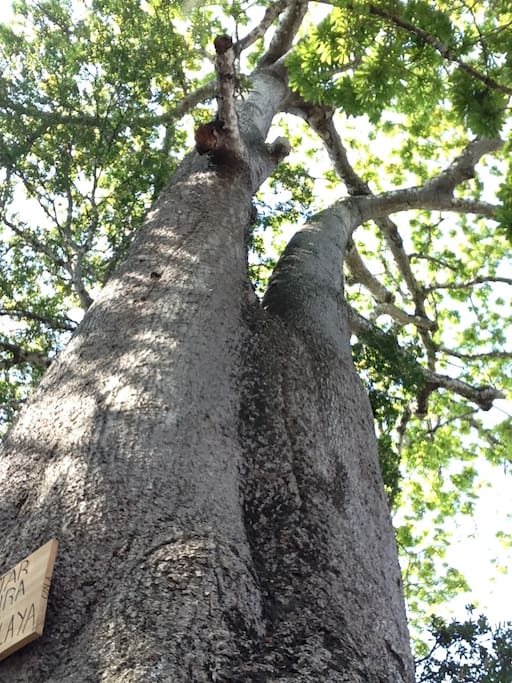 frente a la casa esta este impresionante árbol de CEIBO