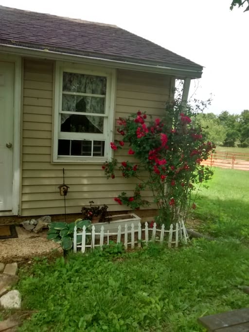 Cottage Roses