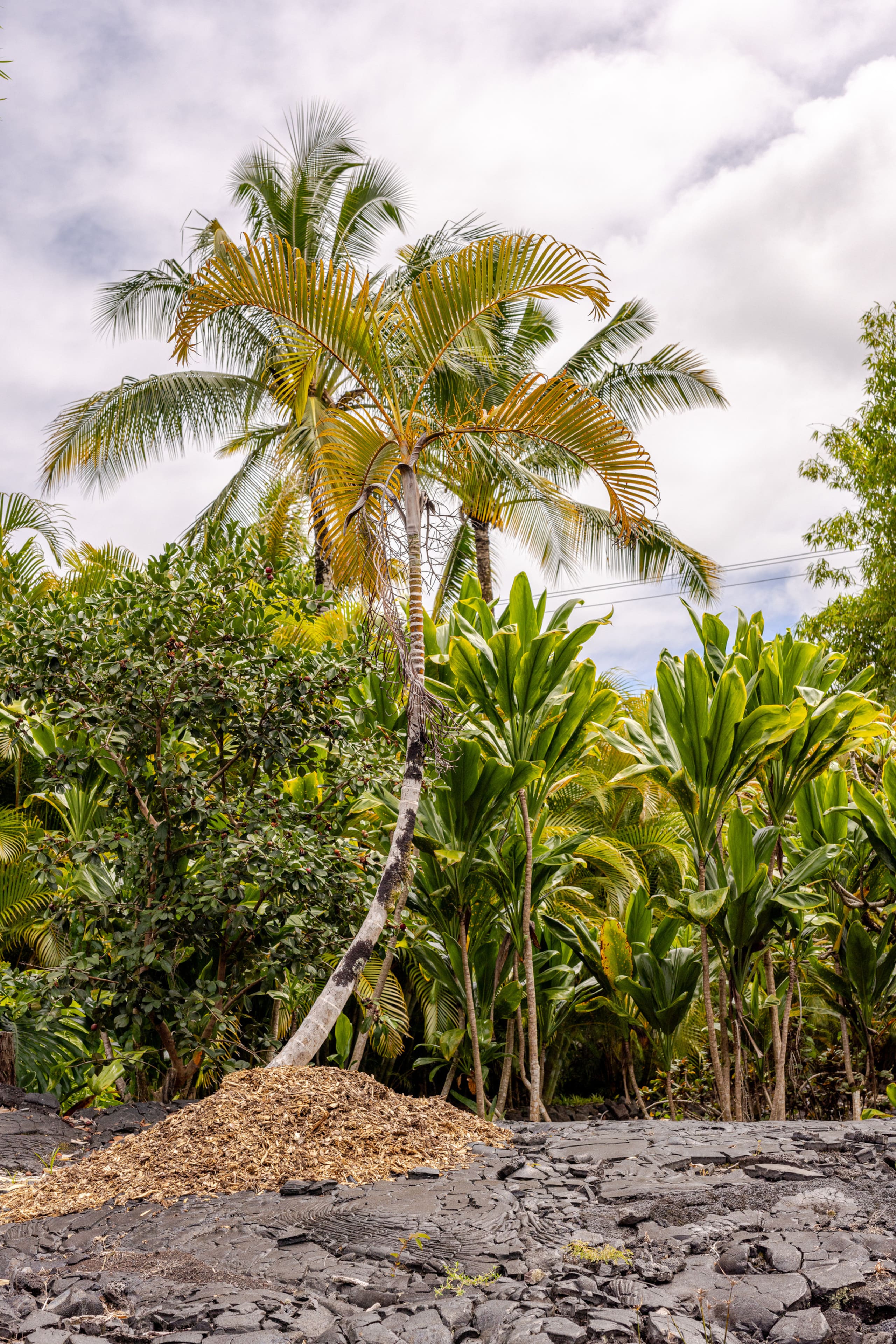 Home in Keaau · ★4.96 · 3 bedrooms · 4 beds · 2 private baths - Image 37
