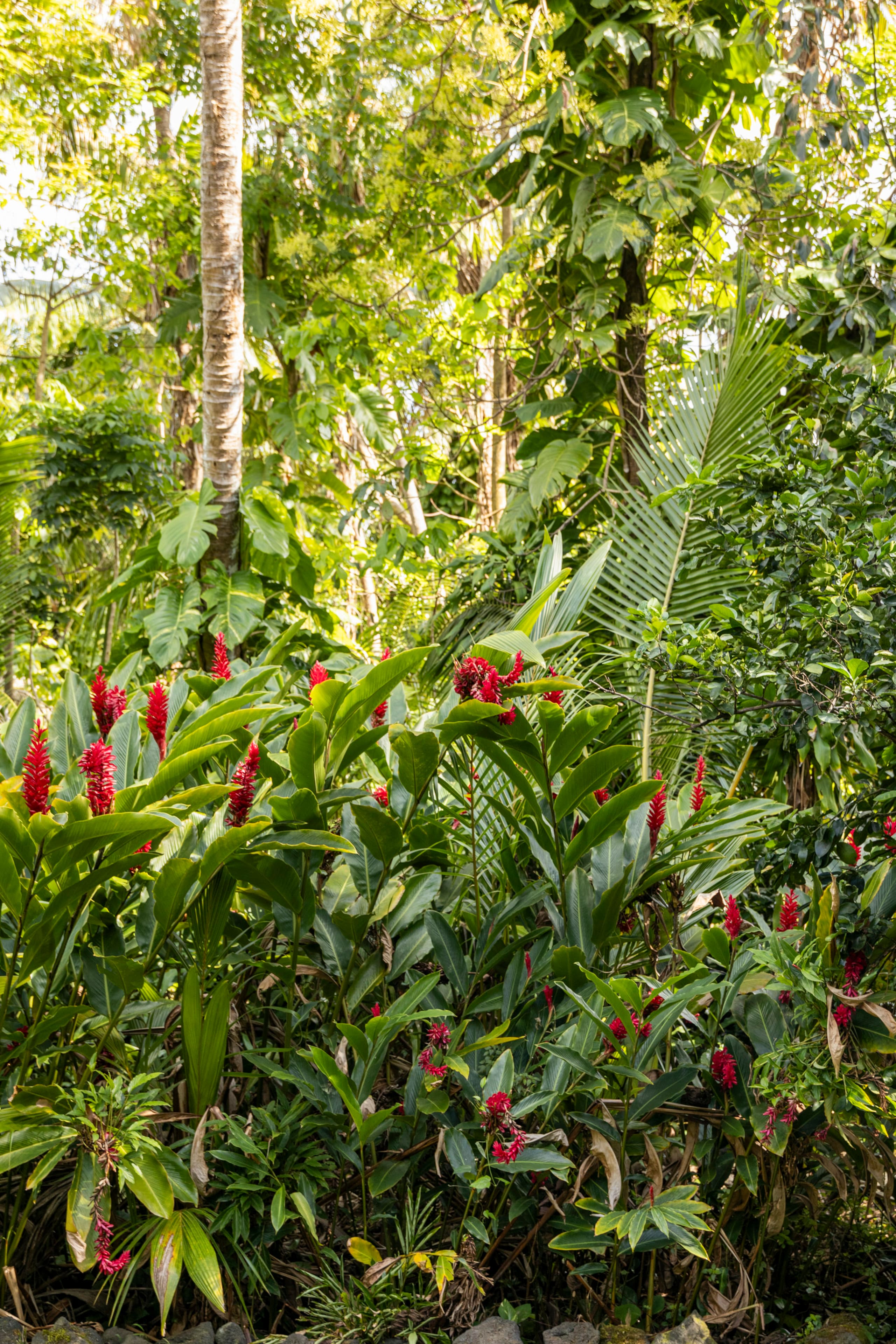 Home in Pahoa · ★4.97 · Studio · 2 beds · 1 bath - Image 27