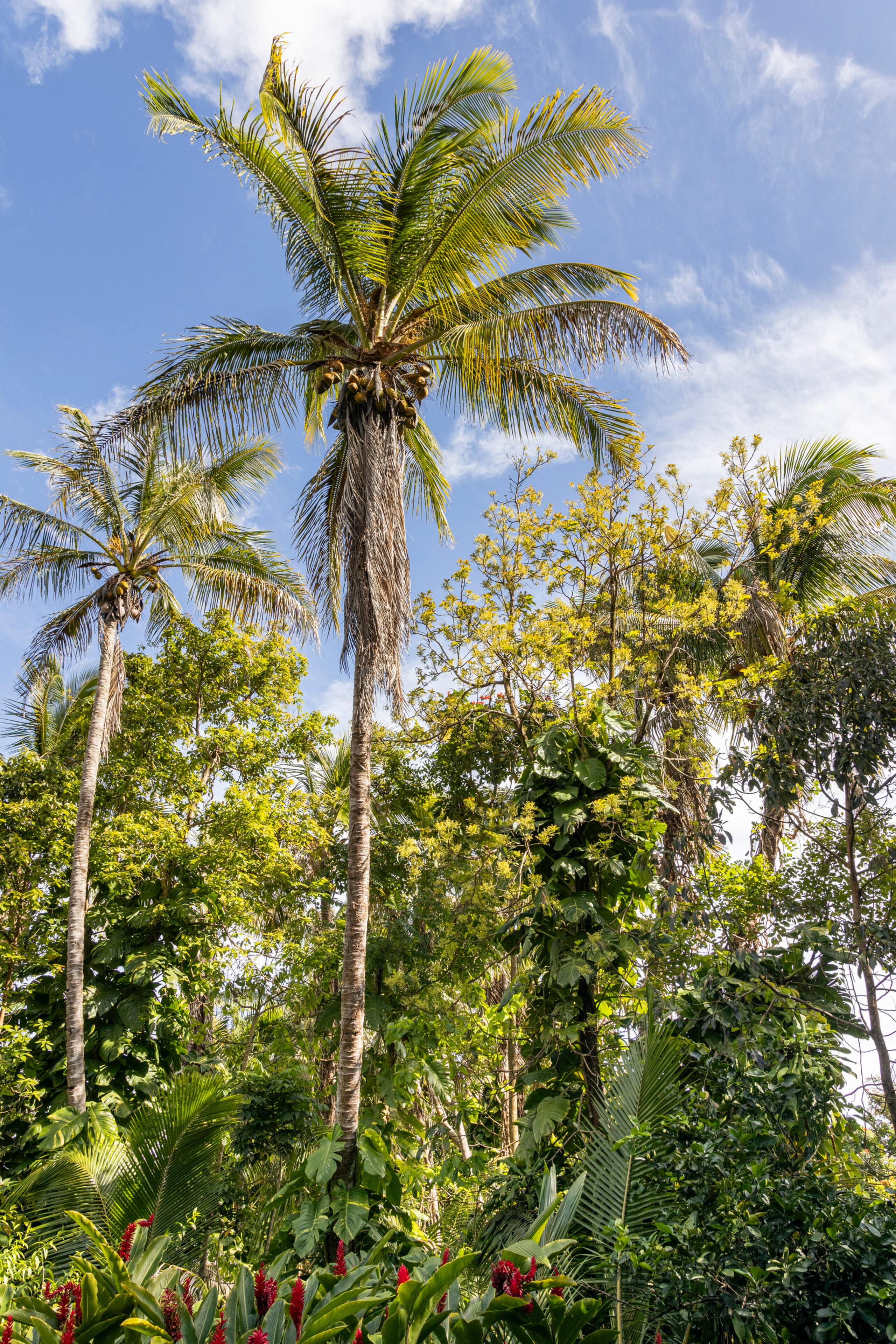 Home in Pahoa · ★4.97 · Studio · 2 beds · 1 bath - Image 24