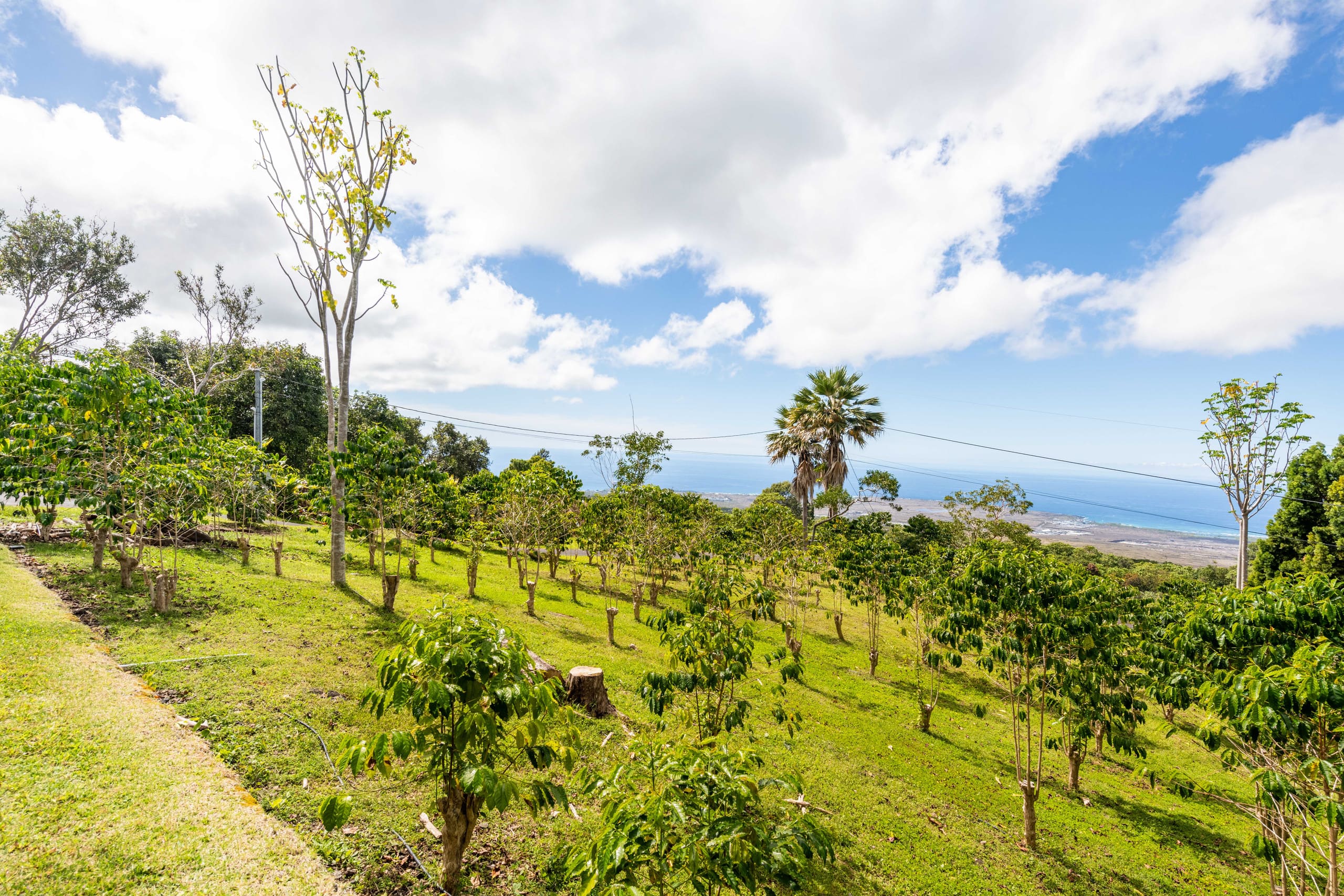 Radiant Ocean View Cottage on a Coffee Farm. Very Private. - Image 30