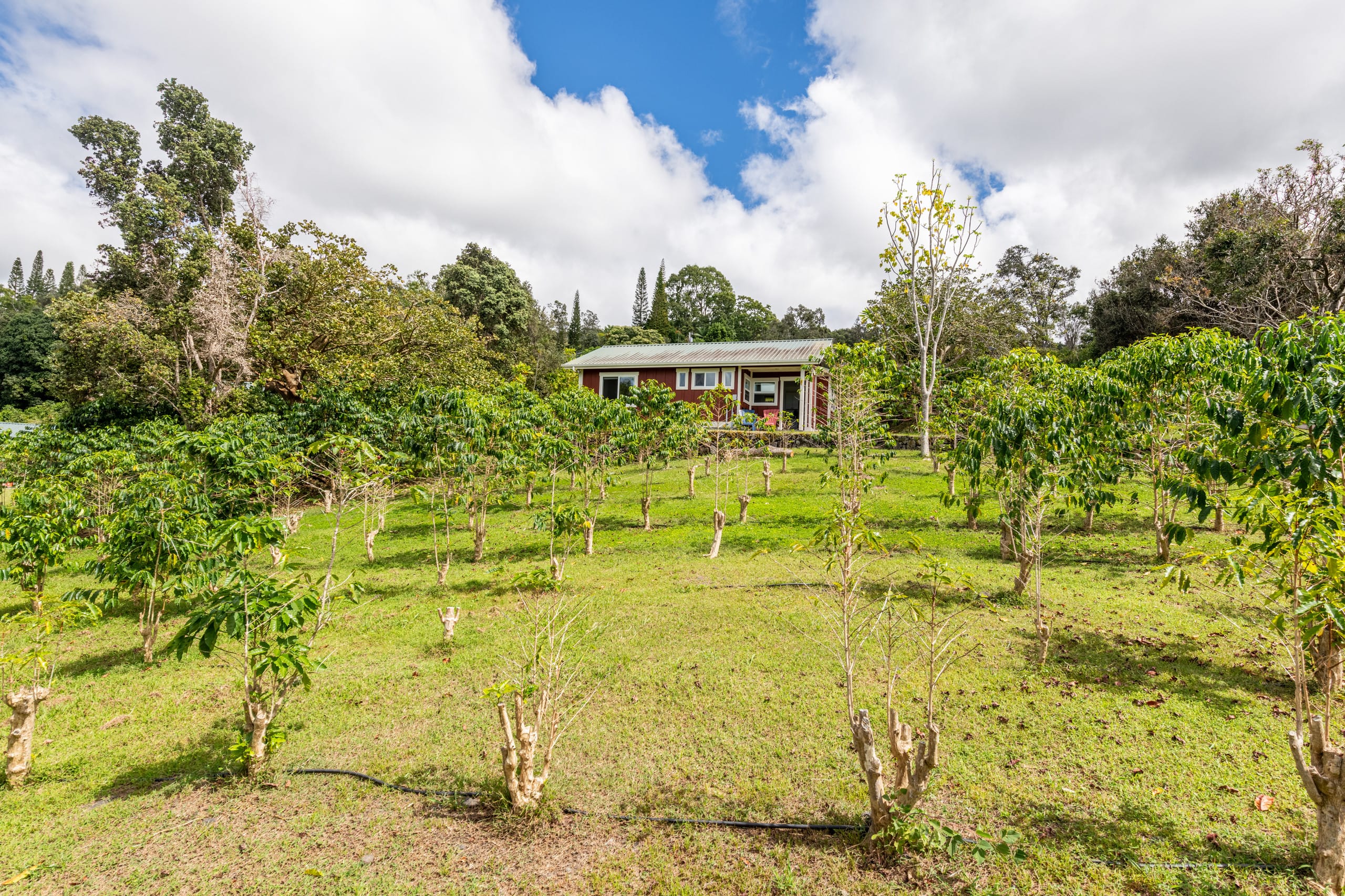 Radiant Ocean View Cottage on a Coffee Farm. Very Private. - Image 40