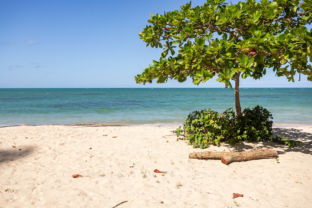 A sandy beach scene showcases clear turquoise waters, framed by gentle waves. A large tree with green leaves offers shade, while the sandy shore extends into the water. Small plants and logs are visible near the shoreline, creating a natural coastal environment.