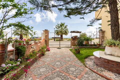 An Araucaria by the sea 2!