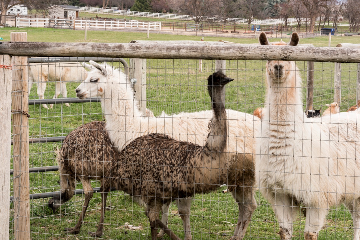 A fenced area contains a variety of animals, including llamas and emus. The animals are engaged in their natural behaviors against a backdrop of green grass and a rural setting, with a wooden fence framing the scene.
