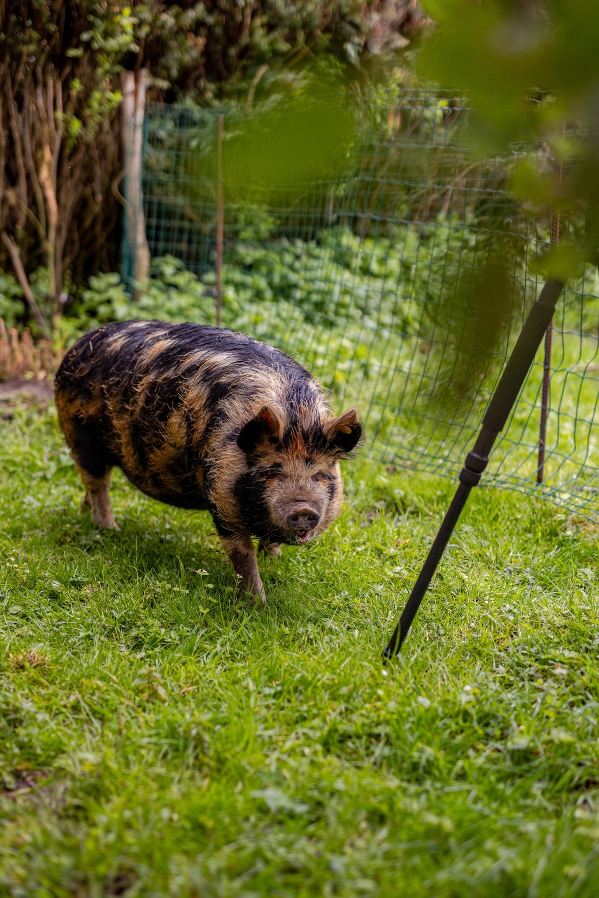 A pig with a distinctive patchy coat wanders through a green grassy area. A fence is visible in the background, surrounded by bushes and plants, emphasizing the natural setting.