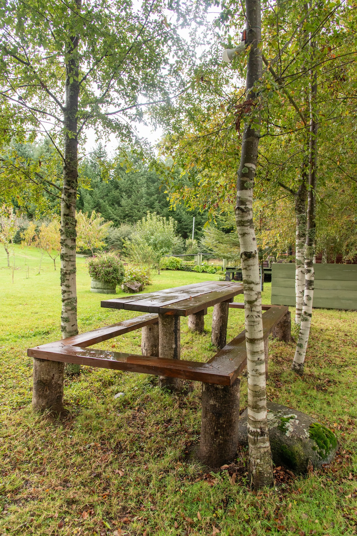 A rustic wooden table supported by sturdy logs is nestled between slender birch trees. The table is set in a grassy area, surrounded by lush greenery and a variety of plants, creating a peaceful outdoor dining space.