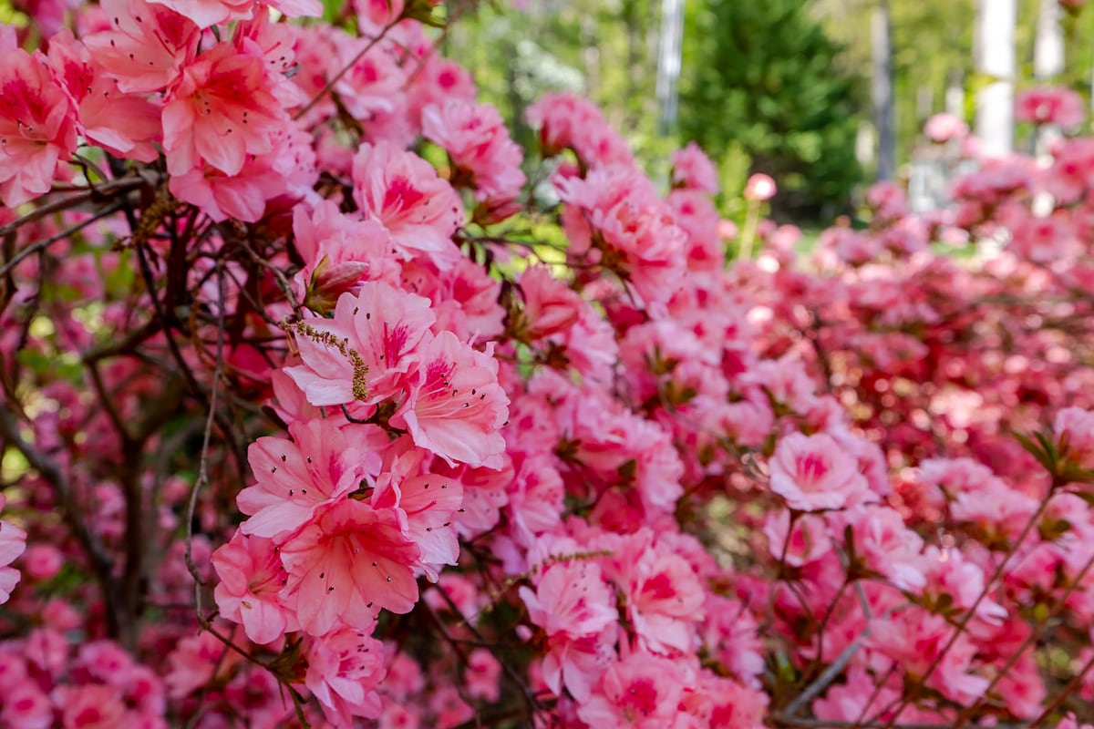 Soft pink azalea flowers bloom vibrantly throughout the frame, showcasing delicate petals and lush greenery in the background. The clustered blooms create a lively and colorful atmosphere, inviting a sense of natural beauty and tranquility.