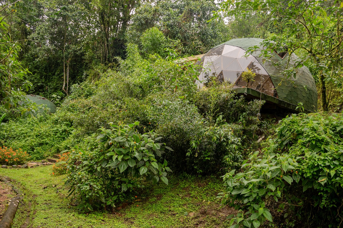 A peaceful glamping site is nestled within a rich, green forest. Geodesic domes are partially obscured by dense vegetation and trees, surrounded by various plants and a soft landscape. The atmosphere reflects a serene connection to nature.