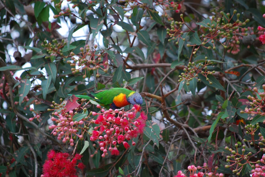 Rainbow lorikeets in the flowering gum.
