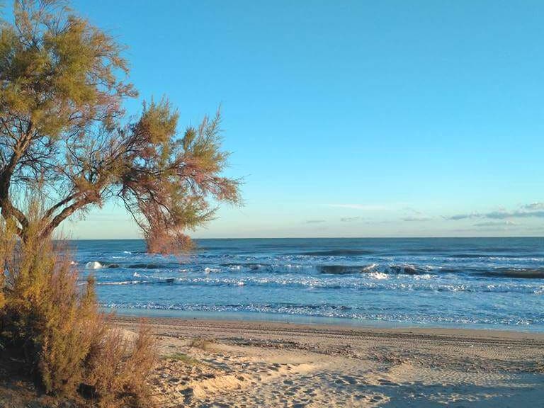 A serene beach scene is captured, featuring gentle waves lapping at the shore. Soft sand stretches along the coastline, while a tree stands to one side, its branches extending towards the clear blue sky. The calm atmosphere evokes tranquility.