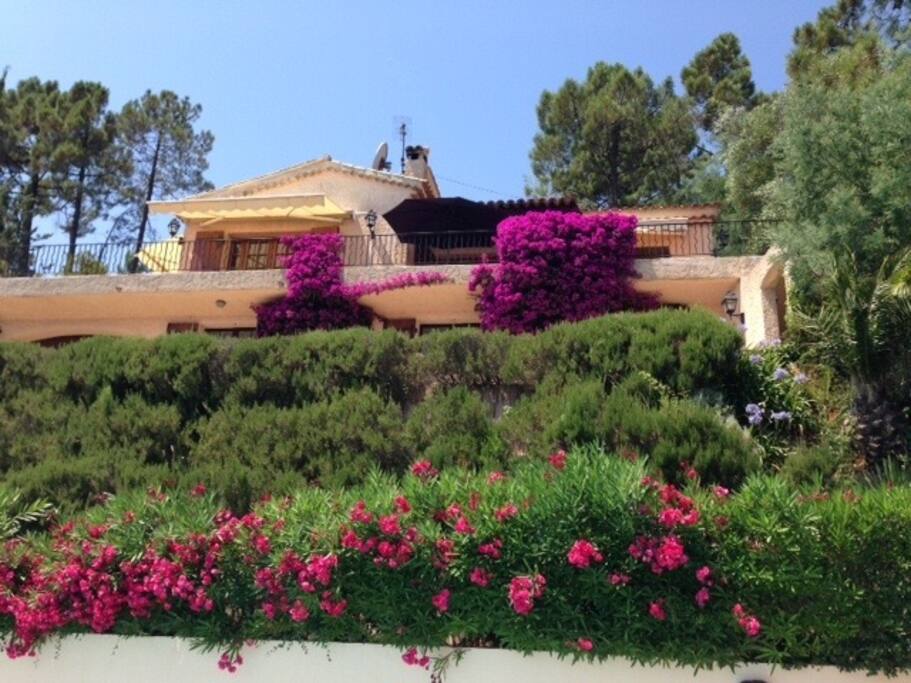 house seen from pool