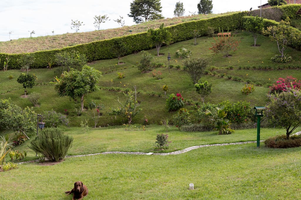 Our garden with fruit trees (lemons, oranges, tangerines, avocados, guavas, nísperos, mangos, pineapples, cranberries, bananas, etc)