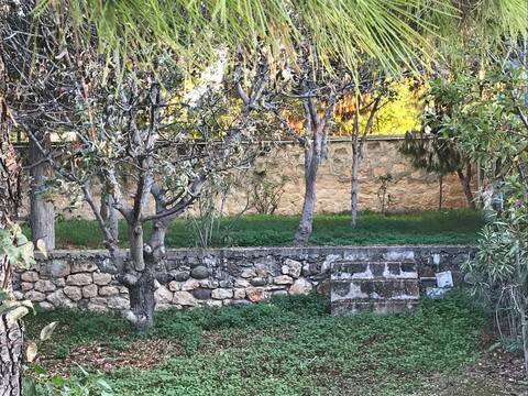 ‘Wild Pistachio’