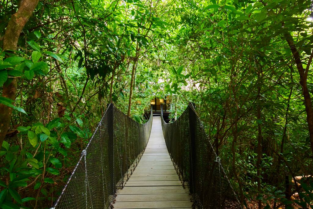 Hanging bridge towards the Treehouse