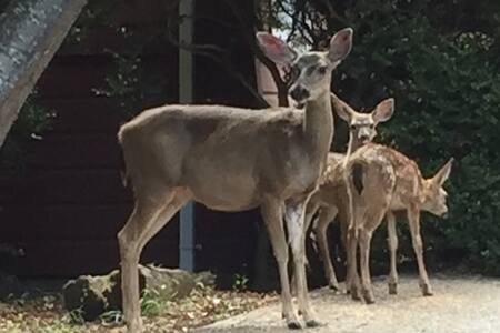 Redwood Retreat (PRIVATE Studio)
Carbonera Estates