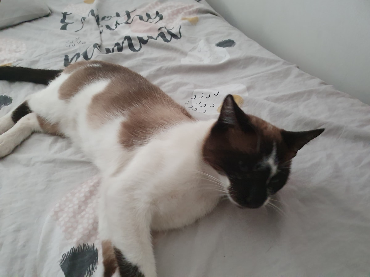 Notre chat est présent pendant les locations. Il faut juste le nourrir. Il est très agréable et très gentil. 