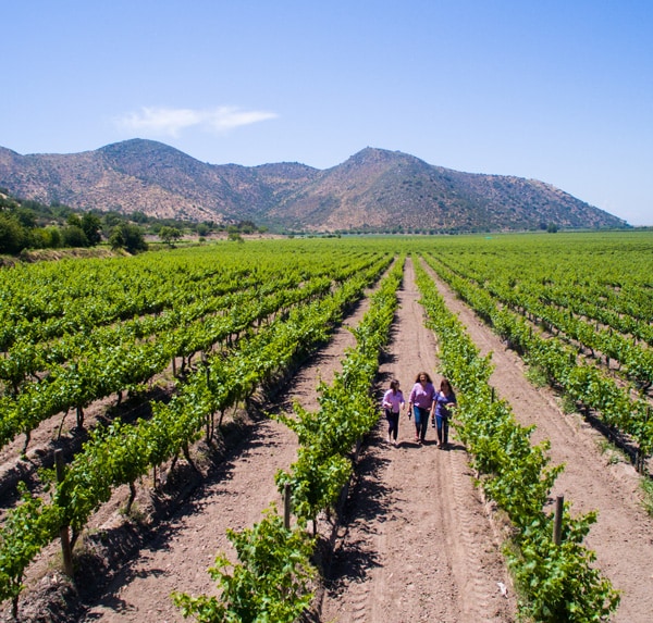 Rows of lush grapevines are seen extending into the distance, bordered by gentle hills. Three individuals can be observed walking along a dirt path between the vines, under a clear blue sky, suggesting a peaceful vineyard setting.