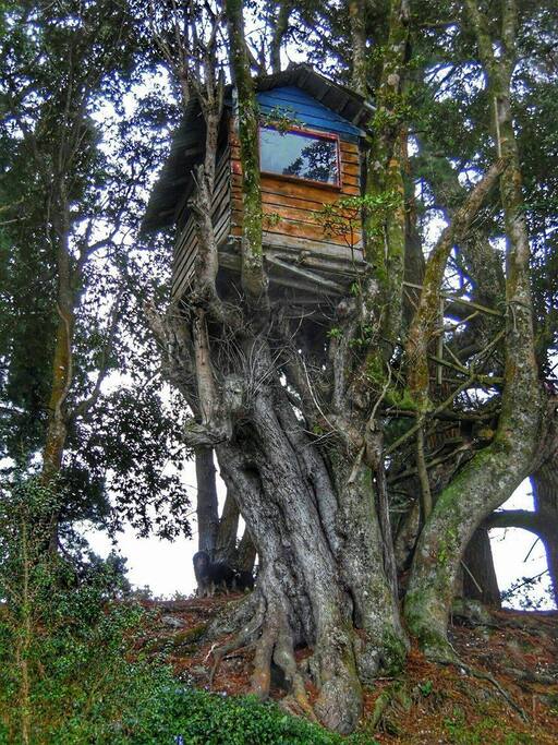 Casa del árbol
