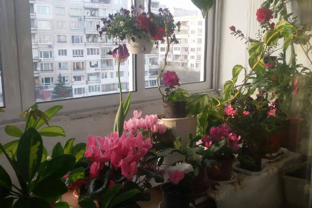 The nice Balcony