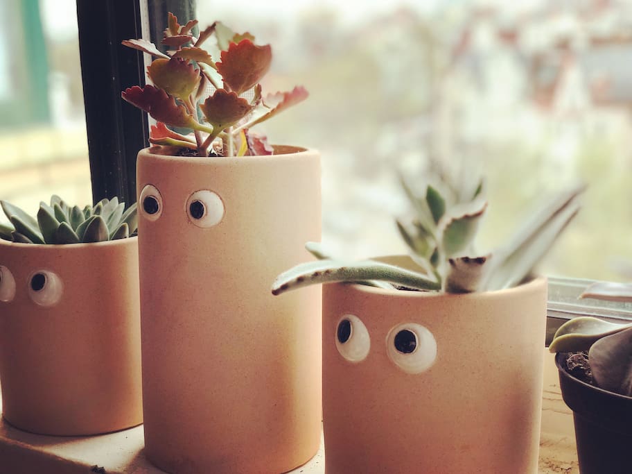 Cute succulents