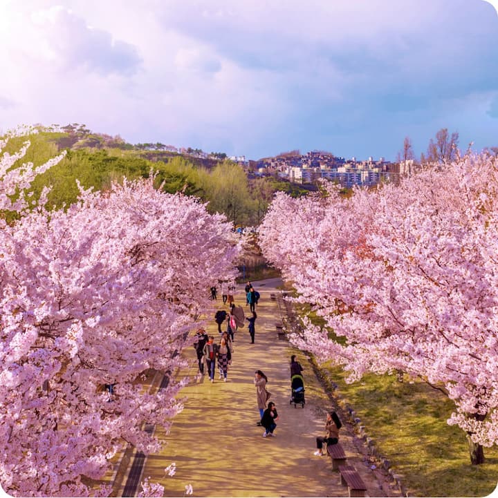Korea’s beot-kkot season. People stroll and take photos beneath a walkway shaded by blooming cherry blossom trees.