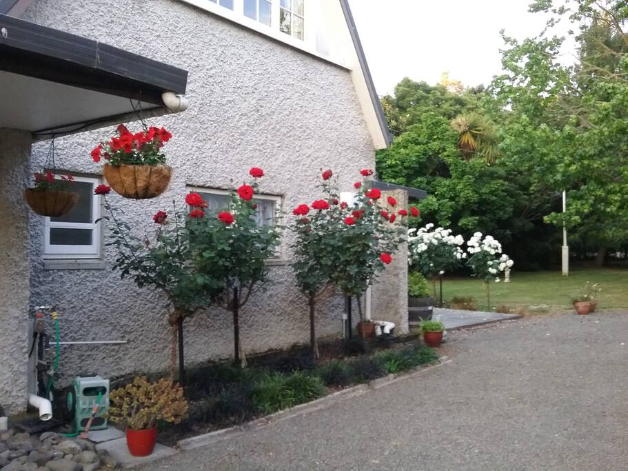 Front roses