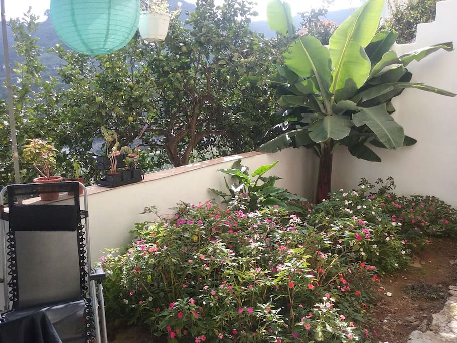 Terrace with flowers and banana tree