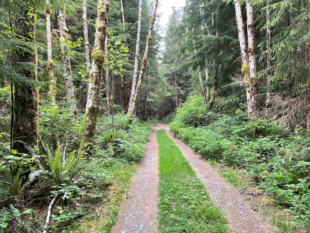 A narrow, winding gravel path is flanked by lush greenery and tall trees in a tranquil forest. The trees showcase a mix of moss-covered trunks and a variety of foliage, inviting exploration along the inviting trail.
