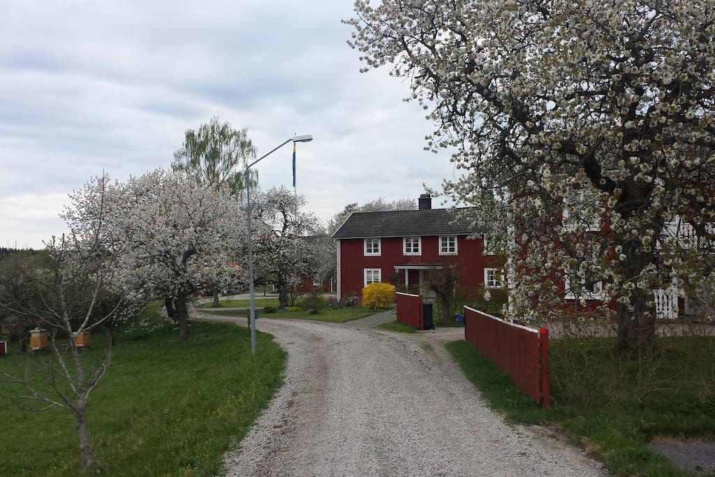 Our farm in may when the cherrys blossom a beautiful time of the year